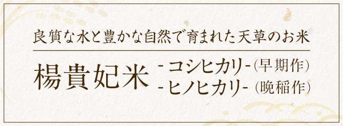 良質な水と豊かな自然で育まれた天草のお米 楊貴妃米 -コシヒカリ--ヒノヒカリ-